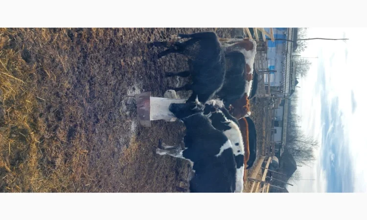 Продается стадо молодых коров - фото № 1