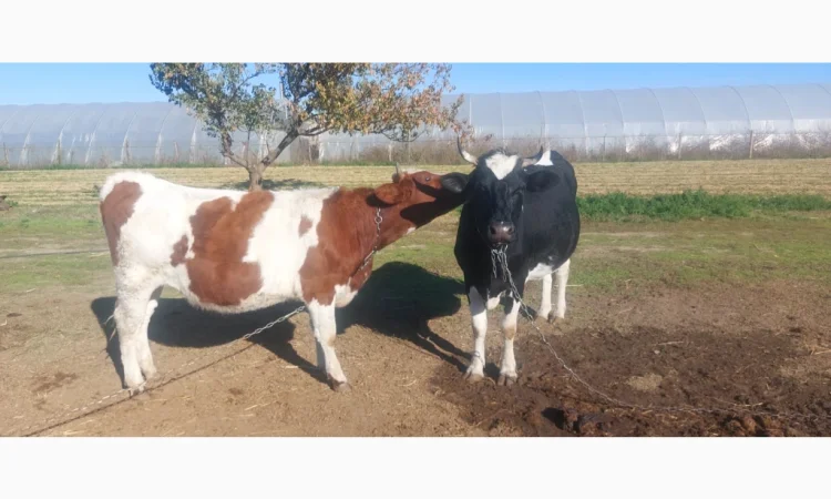 Продается стадо молодых коров - фото № 2