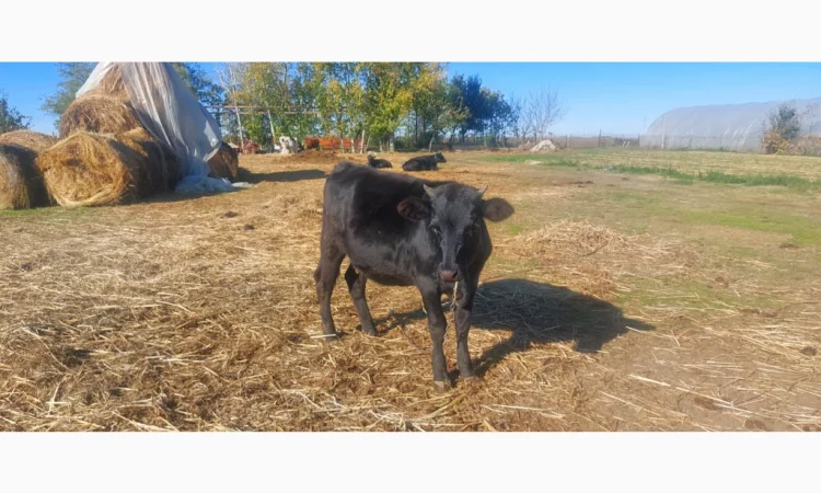 Продается стадо молодых коров - фото № 3