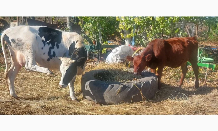 Продается стадо молодых коров - фото № 4