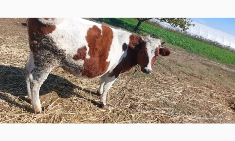 Продается стадо молодых коров - фото № 5