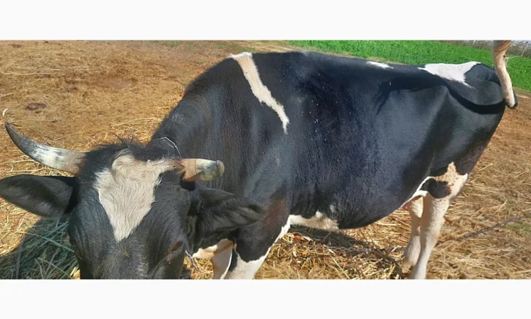 Продается стадо молодых коров - фото № 6