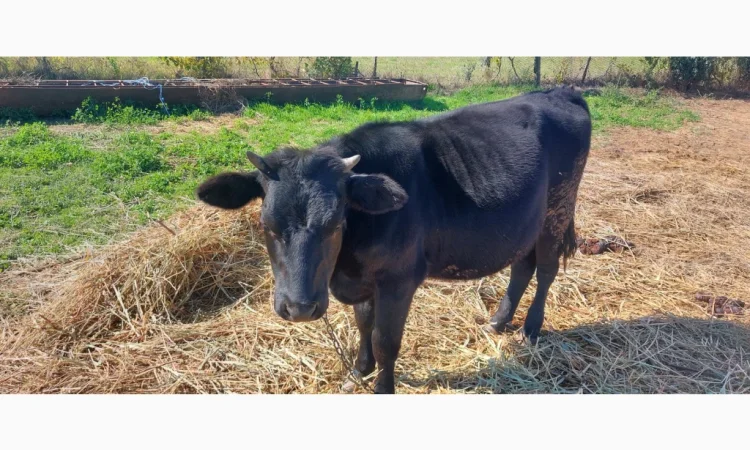 Продается стадо молодых коров - фото № 7