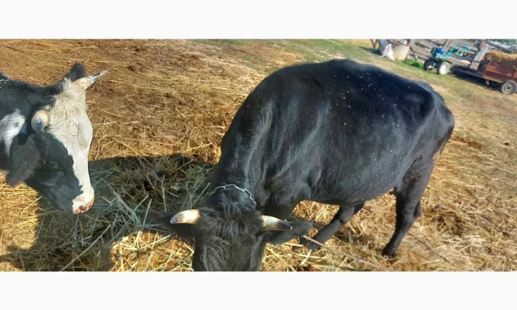 Продается стадо молодых коров - фото № 8