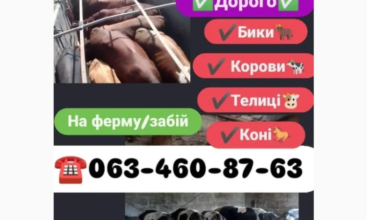 Купуємо биків та корів - фото № 1