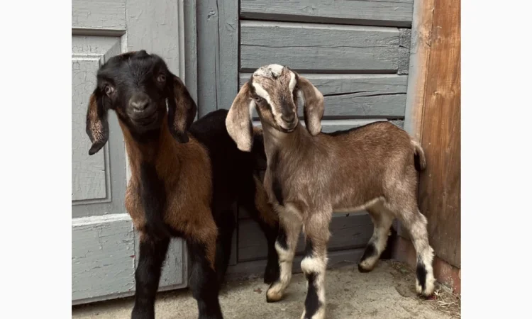 Продаются козлики англо-нубийской породы - фото № 1