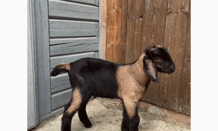 Продаются козлики англо-нубийской породы - фото № 2