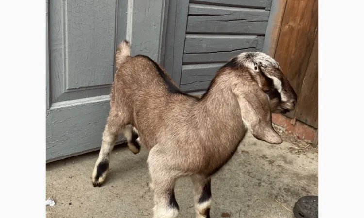 Продаются козлики англо-нубийской породы - фото № 3