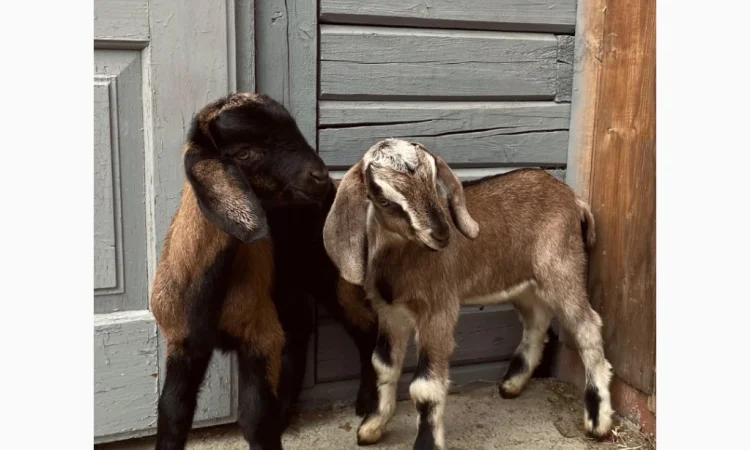 Продаются козлики англо-нубийской породы - фото № 4