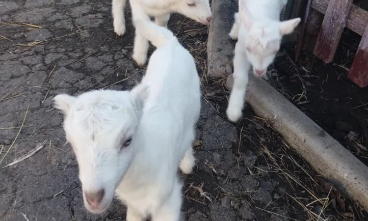 Продаются козлята Ламанча и Зааненская порода, месяц - фото № 1