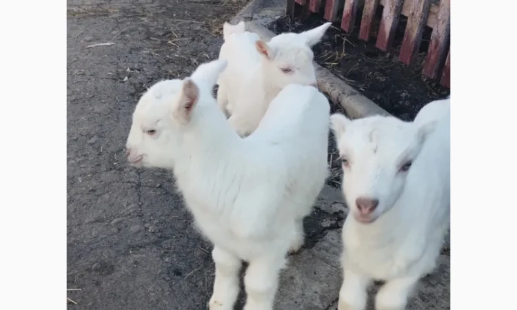 Продаются козлята Ламанча и Зааненская порода, месяц - фото № 2