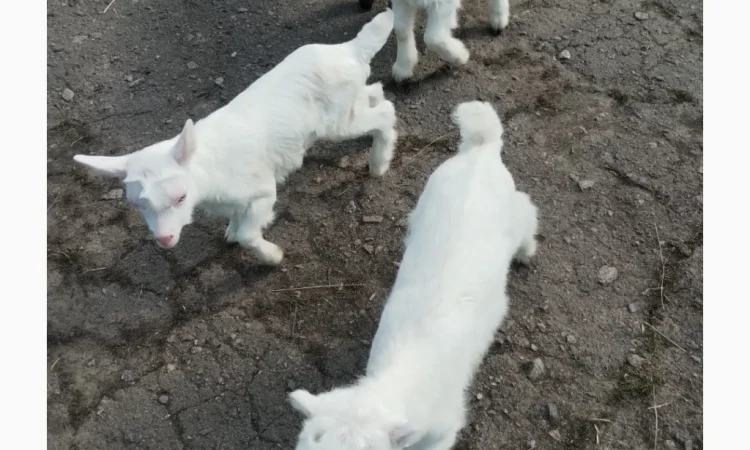 Продаются козлята Ламанча и Зааненская порода, месяц - фото № 3