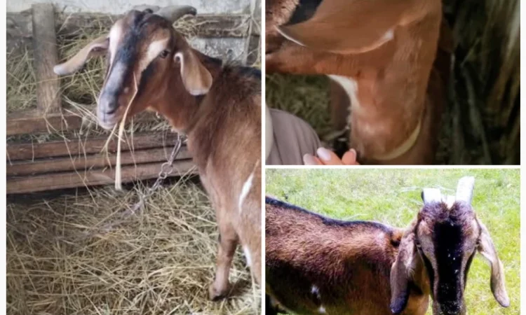 Молодая англонубийская козочка (не дойная) - фото № 1