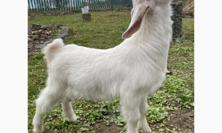 Продается зааненская козочка - фото № 1