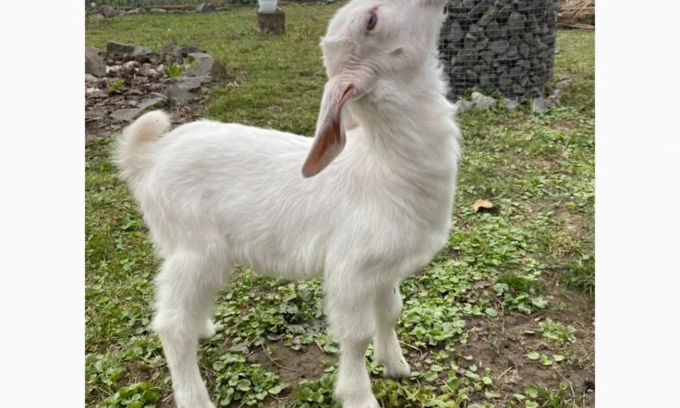 Продается зааненская козочка - фото № 2