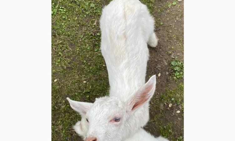 Продаются зааненские козлики - фото № 1