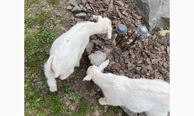 Продаются зааненские козлики - фото № 2