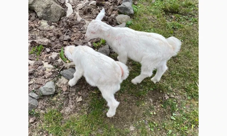 Продаются зааненские козлики - фото № 3