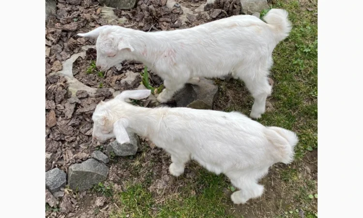 Продаются зааненские козлики - фото № 4