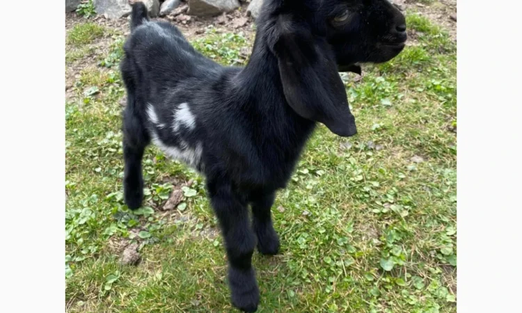 Продается англо-нубийский козлик - фото № 1