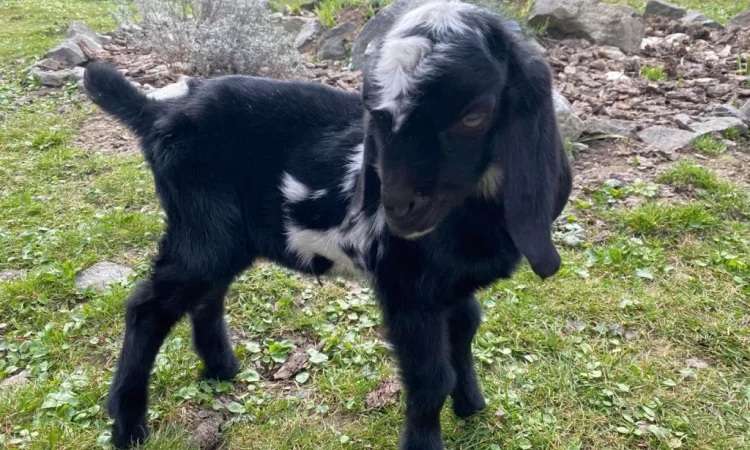 Продается англо-нубийский козлик - фото № 2