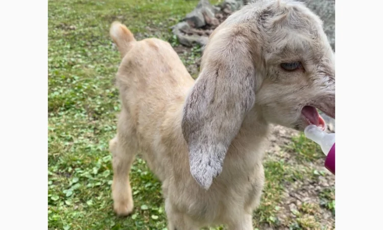 Продается англо-нубийская козочка - фото № 1