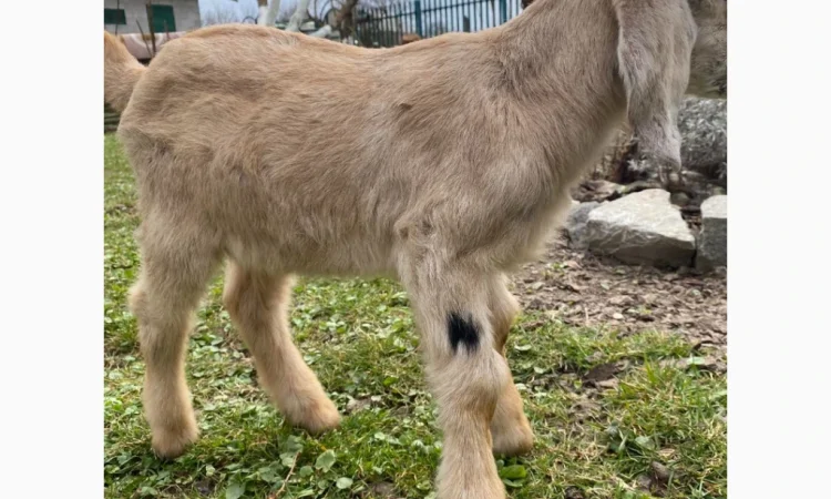 Продается англо-нубийская козочка - фото № 2