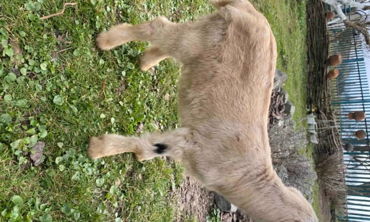 Продается англо-нубийская козочка - фото № 3