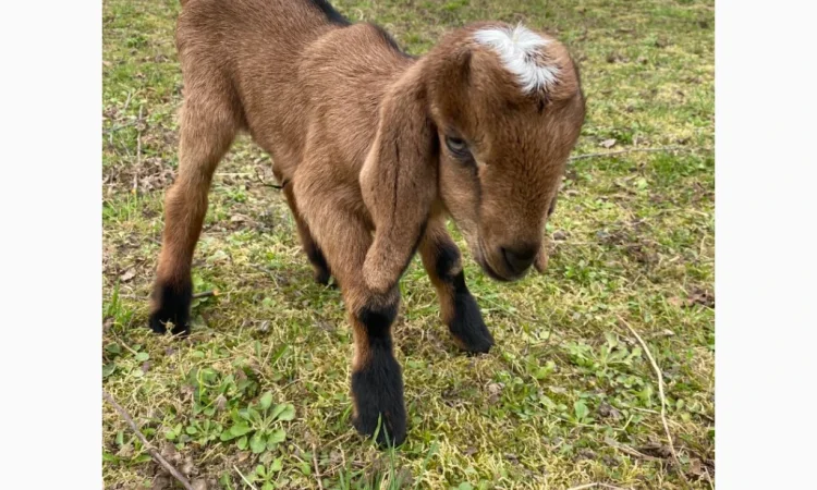 Продаются англо-нубийские козочки 80% - фото № 1