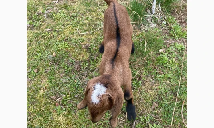 Продаются англо-нубийские козочки 80% - фото № 2