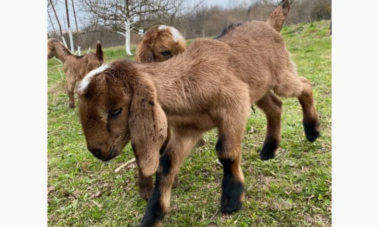 Продаются англо-нубийские козочки 80% - фото № 3