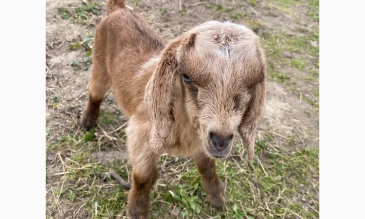 Продаются англо-нубийские козочки 80% - фото № 4