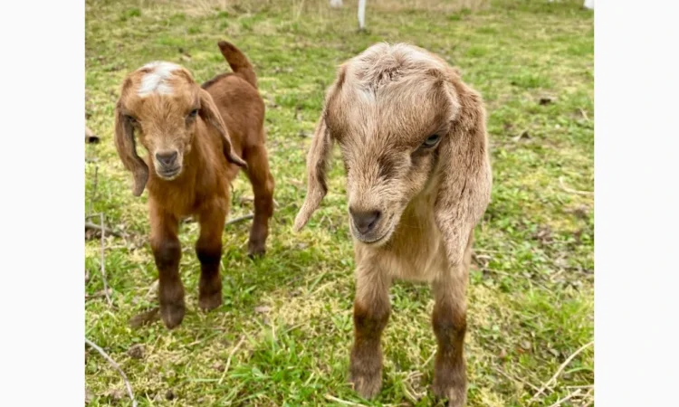 Продаются англо-нубийские козочки 80% - фото № 5