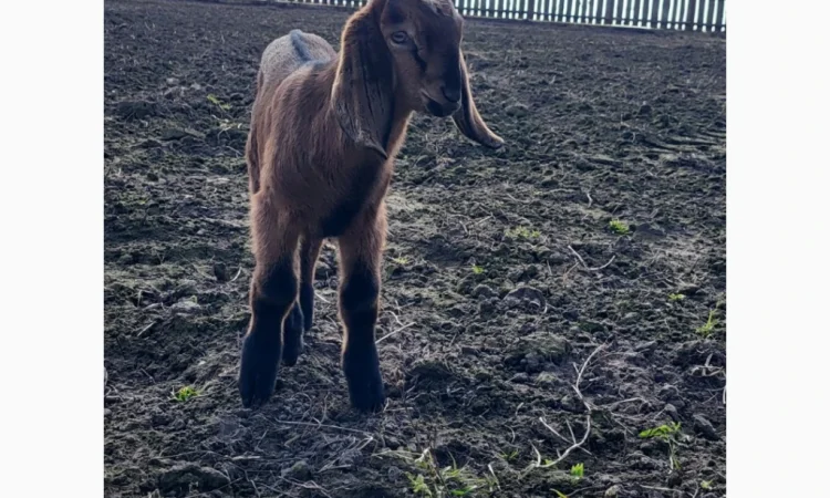 Продаются козлята английской породы - фото № 1