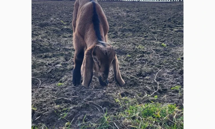 Продаются козлята английской породы - фото № 2