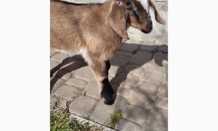 Продаются козлята английской породы - фото № 3