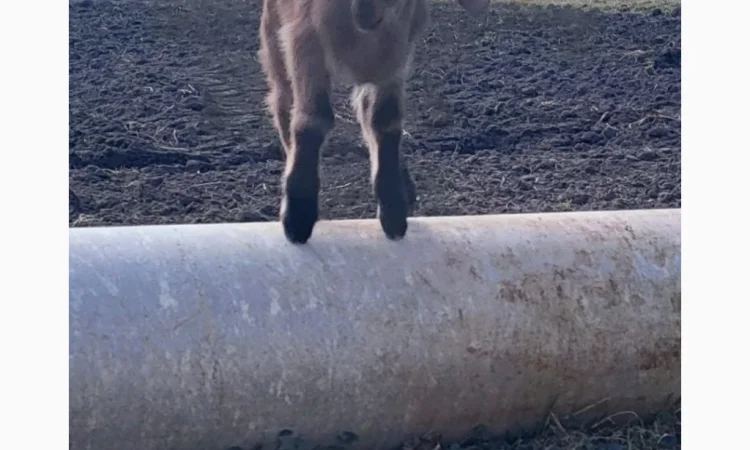 Продаются козлята английской породы - фото № 4