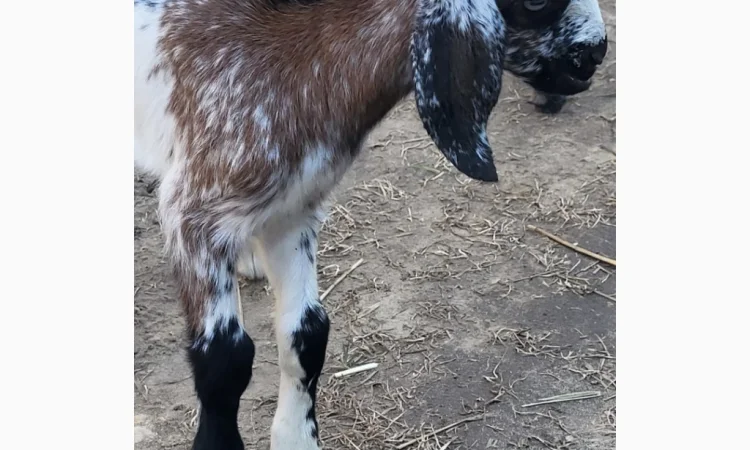 Продаются козлята английской породы - фото № 5