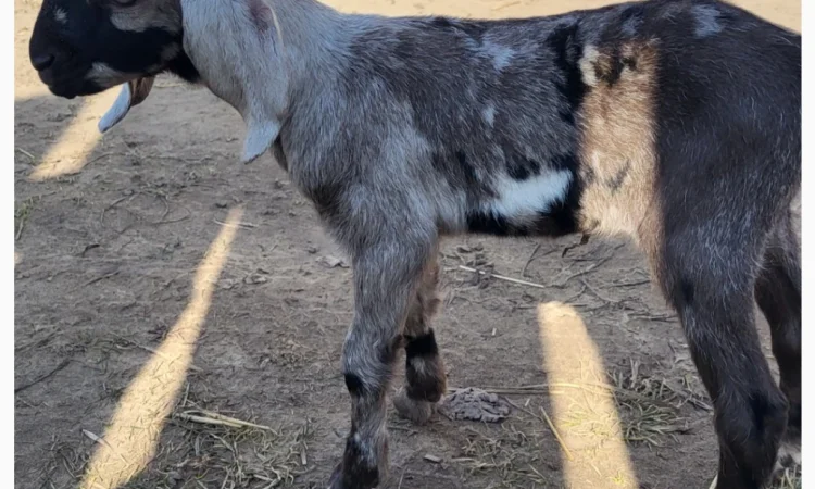 Продаются козлята английской породы - фото № 6