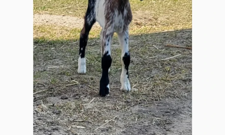 Продаются козлята английской породы - фото № 7