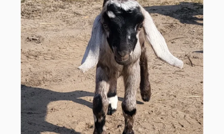 Продаются козлята английской породы - фото № 8