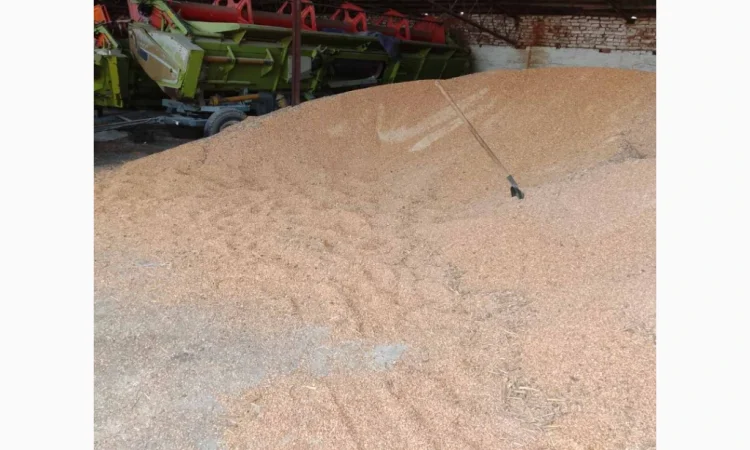 Продажа кукурузы некондиционной (поврежденные зерна) - фото № 1