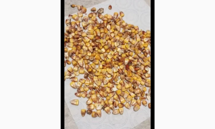 Продажа кукурузы некондиционной (поврежденные зерна) - фото № 2