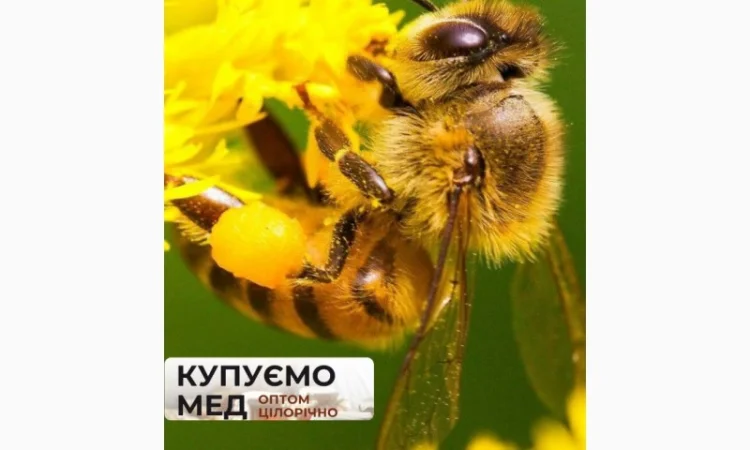 Закупка пчелиного пчелиного пыльцы - фото № 1