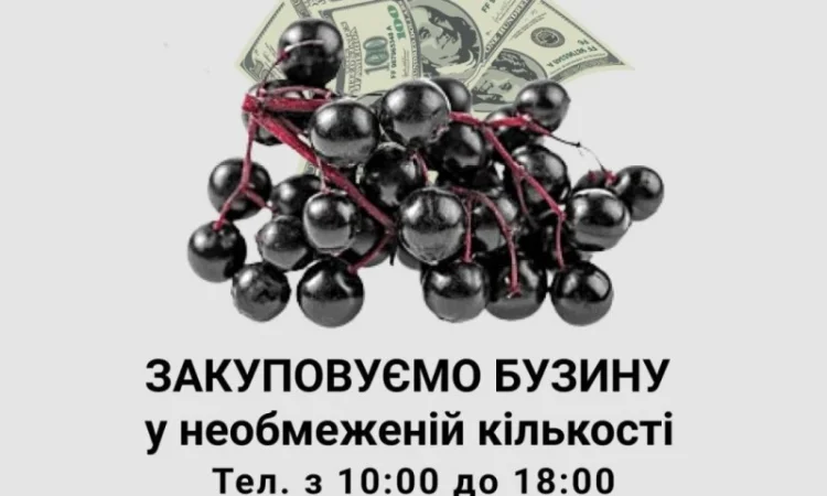 Купуємо бузину у необмежених кількостях - фото № 1