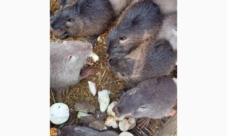 Продаються середні та великі нутрії - фото № 1