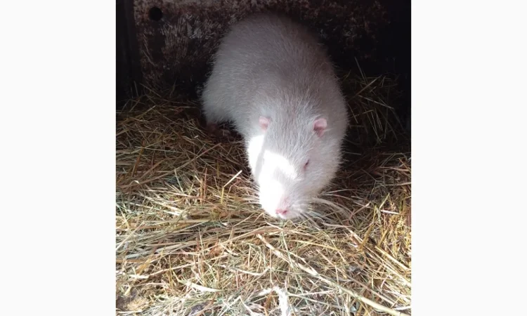 Продаються середні та великі нутрії - фото № 4