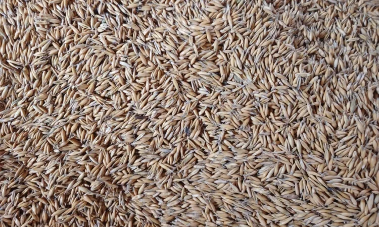 Продаж овесу продовольчого зерна - фото № 1