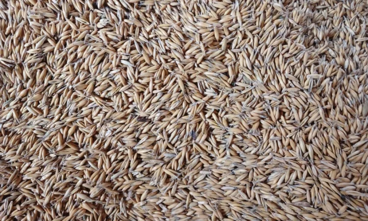 Продаж овесу продовольчого зерна - фото № 2