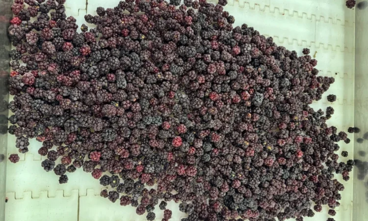 Продам ожину лісову - фото № 1